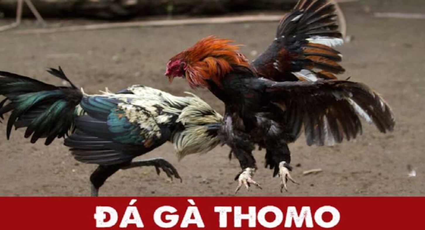 Một số loại hình trực tiếp đá gà Thomo phổ biến